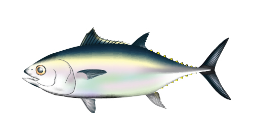 マグロのイメージ