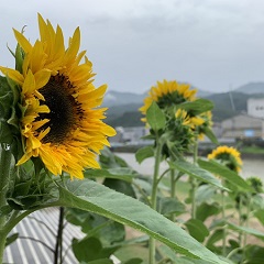 ふるさと納税