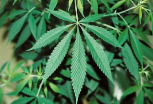 （写真）大麻（画像引用：厚生労働省 大麻・けしの見分け方）