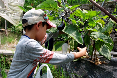 夏野菜の収穫（2015年8月7日撮影）