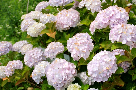 総合公園のアジサイ2015年6月23日撮影
