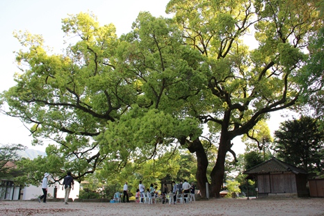 ふるさと館クスノキ　2015年5月2日撮影