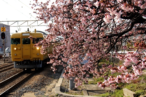 JR海田市駅桜　2015年2月27日撮影
