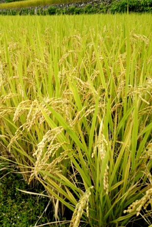たわわに実った稲穂　2014年9月19日撮影