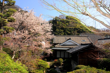 旧千葉家住宅の桜　2014年3月28日撮影