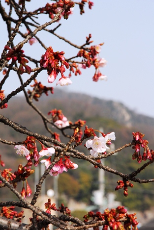 JR海田市駅の緋寒桜と日浦山 　2014年2月17日撮影 