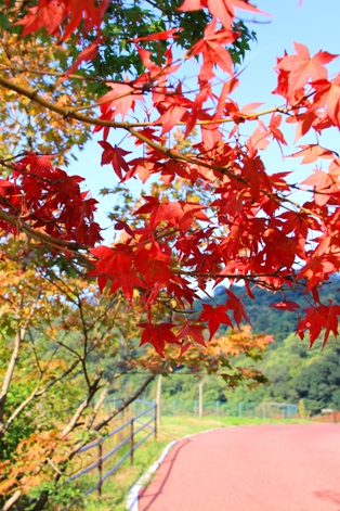 海田総合公園の紅葉 　2013年11月1日撮影 