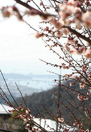 2012年3月14日に撮影した海田総合公園の梅