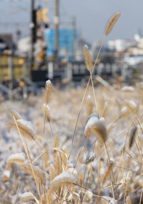 2012年2月3日に撮影した雪帽子