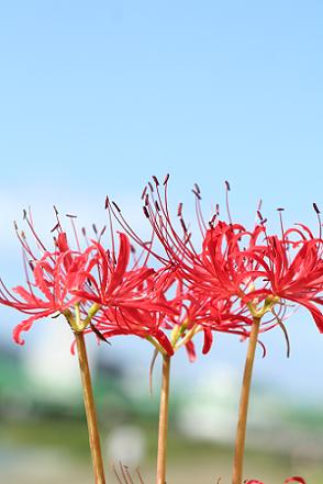 2011年9月22日に撮影した瀬野川の彼岸花