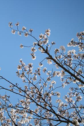 2011年4月6日に撮影した海田南小学校の桜