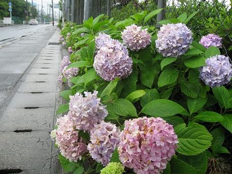 2010年6月26日に撮影した海田西中学校近くの紫陽花（あじさい）