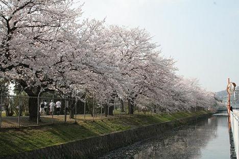2009年4月6日に撮影した陸上自衛隊海田市駐屯地の桜並木
