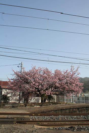 2009年2月21日に撮影した海田市駅の寒桜　