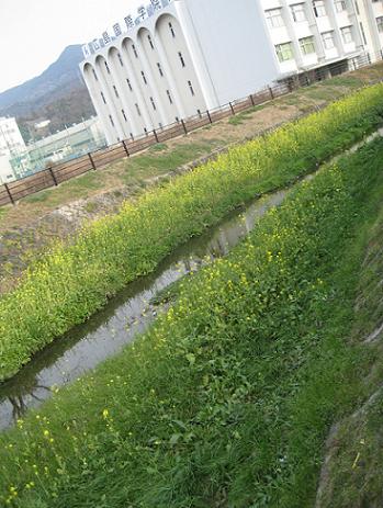 2009年1月17日に撮影した三迫川の菜の花