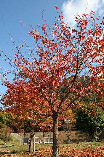 2008年11月26日に撮影した海田総合公園の紅葉