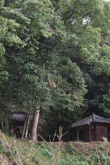 2008年10月27日に撮影した住吉神社と中野坊観音堂と柿