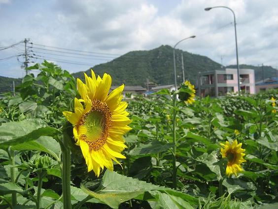 2008年6月27日に撮影したひまわり畑のひまわりの写真