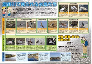 「瀬野川で見られる水どりたち」