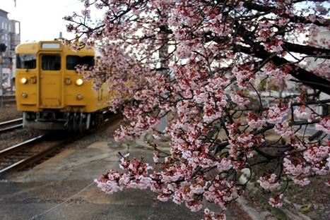JR海田市駅桜
