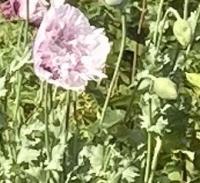 栽培してはいけないけしの花