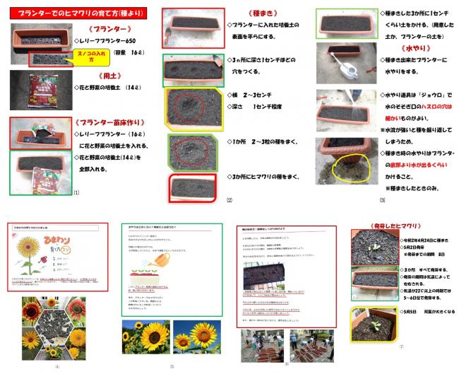 プランターでのヒマワリの育て方