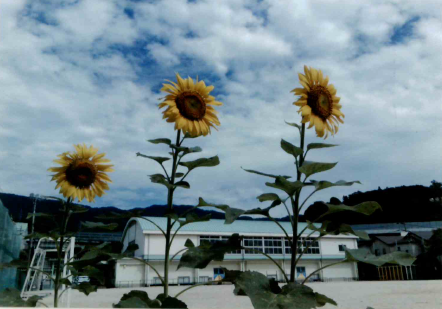 下から見たひまわり