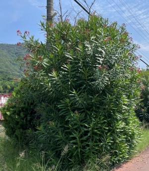 キョウチクトウの画像