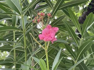 キョウチクトウの画像